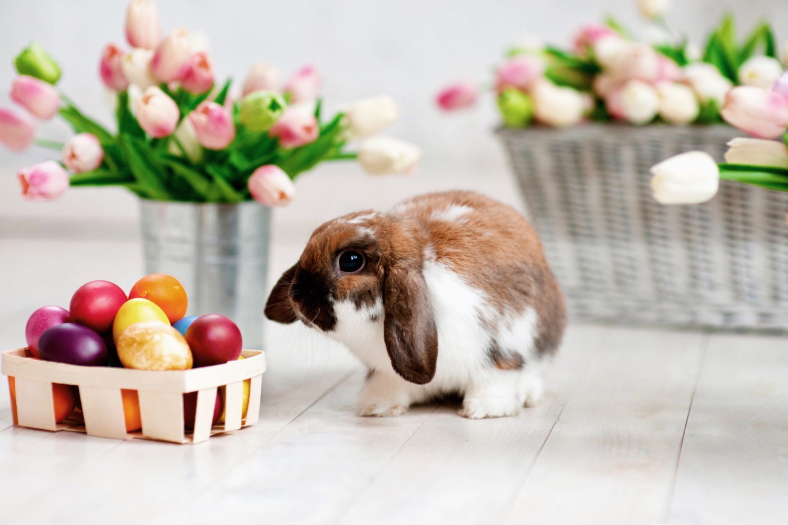 Easter cute rabbit with a basket of traditional multicolored bright and colored eggs