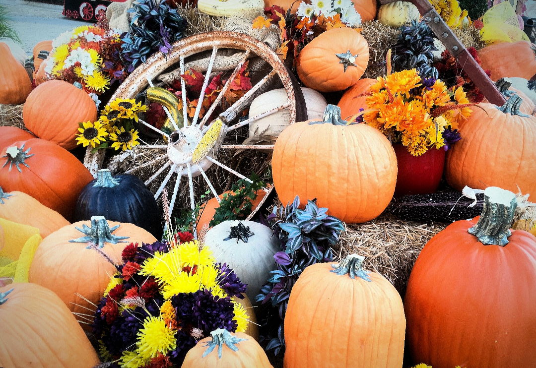 Pumpkin Earth colors in fall to remind of Halloween and Thanksgiving.