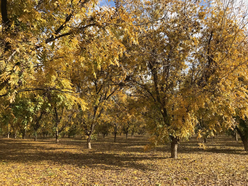 Fall Farm 2-min