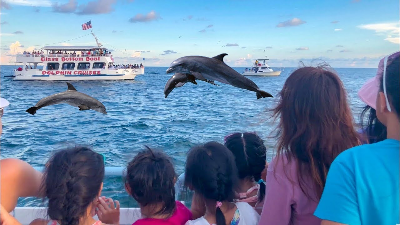 Dolphin